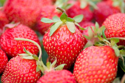 close-up of red ripe strawberries with shalow depth of view