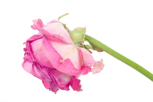 close-up a wilting rose, isolated on white