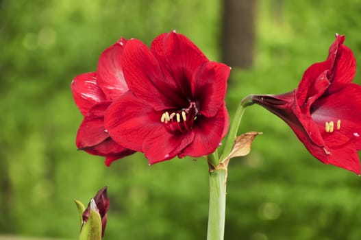 Beautiful red amerillos blooms on a green background
