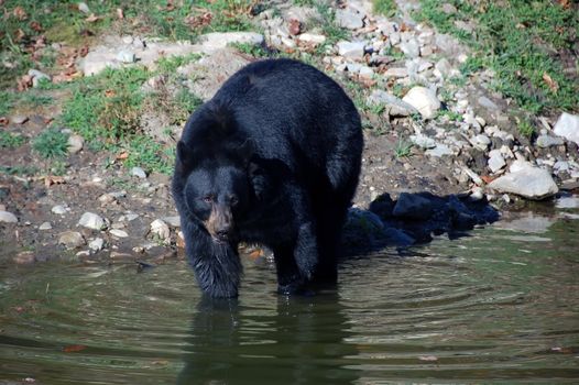 A picture of a beautiful American black bear in a small lake