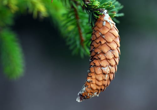 Close-up picture of a brown pine cone