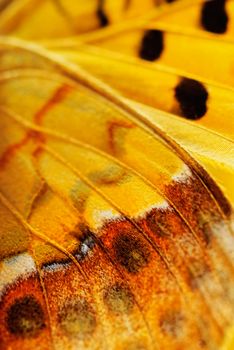 Closeup wings of butterfly with black veined