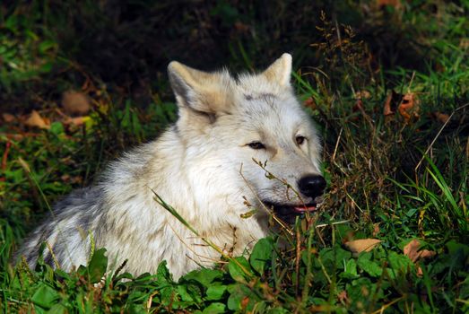 Picture of an Arctic Wolf at rest in the grass