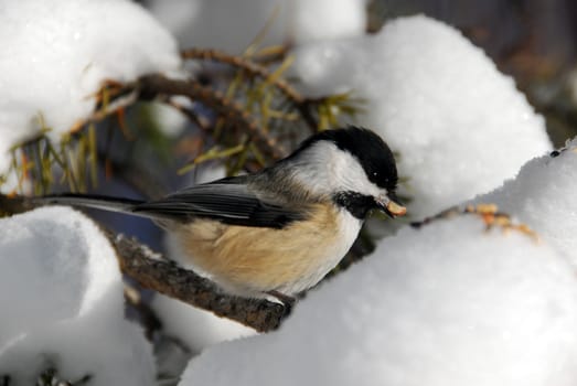 Picture of a Black-capped Chickadee (Poecile Atricapillus) in the snow