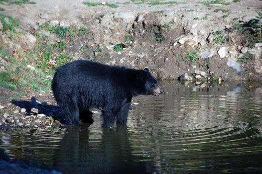 A picture of a beautiful American black bear in a small lake