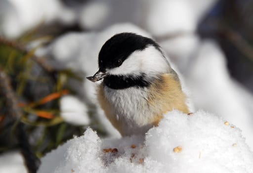 Picture of a Black-capped Chickadee (Poecile Atricapillus) in the snow