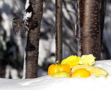 Some yellow fruits and vegetables with a Chikcadee in Winter