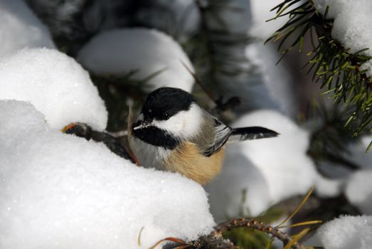 Picture of a Black-capped Chickadee (Poecile Atricapillus) in the snow