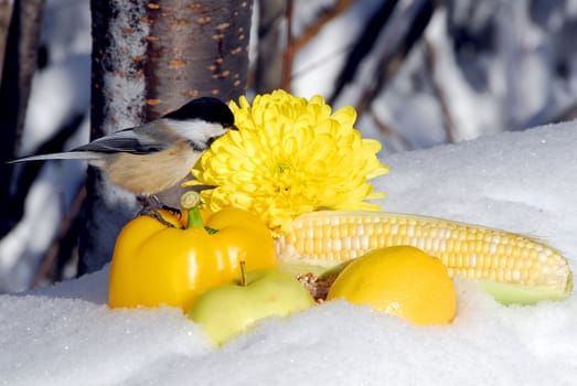 Some yellow fruits and vegetables with a Chikcadee in Winter