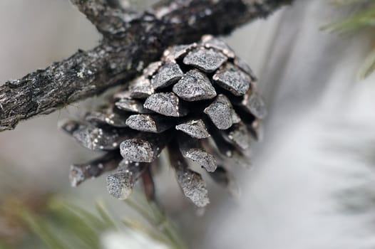 Close-up picture of a frozen pine cone