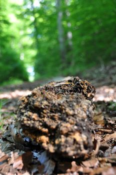 Rotten tree trunk with great texture in bright spring sunlight