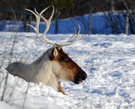 A Caribou relaxing on a sunny and cold day