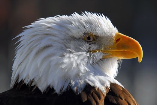 Close-up picture of an American Bald Eagle 