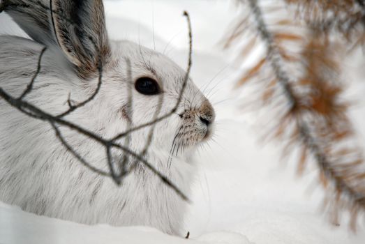 A white Snowshoe Hare in Winter