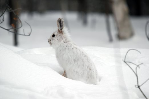 A white Snowshoe Hare in Winter