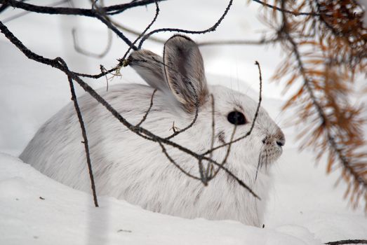 A white Snowshoe Hare in Winter