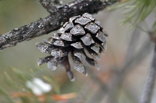 Close-up picture of a frozen pine cone