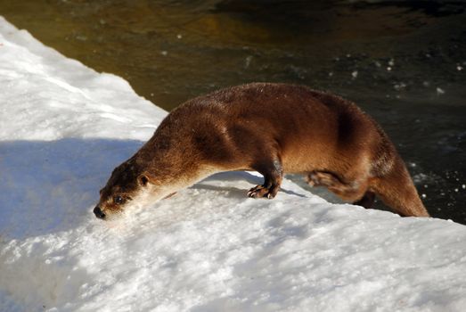 An Otter coming out of a lake in winter