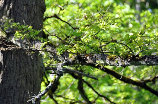 Old oak branch with new bright green leaves in spring sun