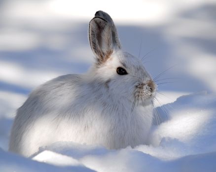 A white Snowshoe Hare in Winter