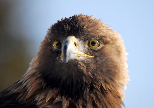 Close-up picture of a Golden Eagle