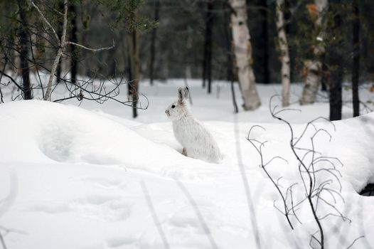 A white Snowshoe Hare in Winter