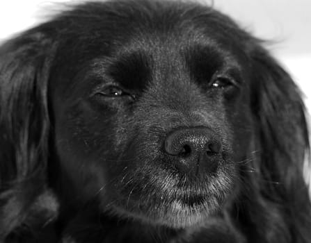 Close-up Portrait of a Black Dog