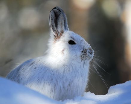 A white Snowshoe Hare in Winter