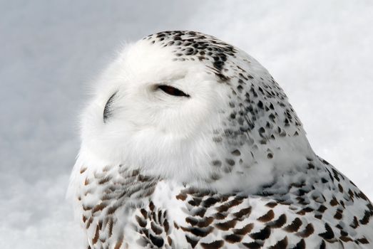 Close-up picture of a male Snowy Owl