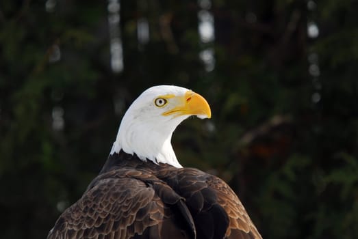 Close-up picture of an American Bald Eagle