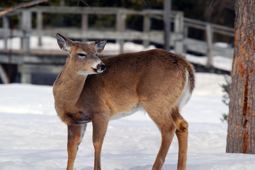 Close-up picture of a White-tailed deer 