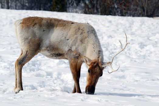 Picture of a Reindeer also known as Caribou