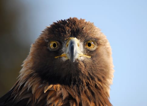 Close-up picture of a Golden Eagle