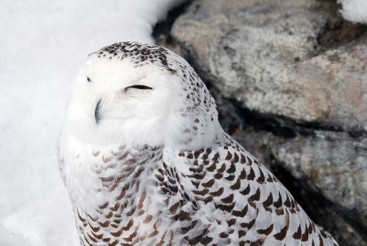 Close-up picture of a male Snowy Owl