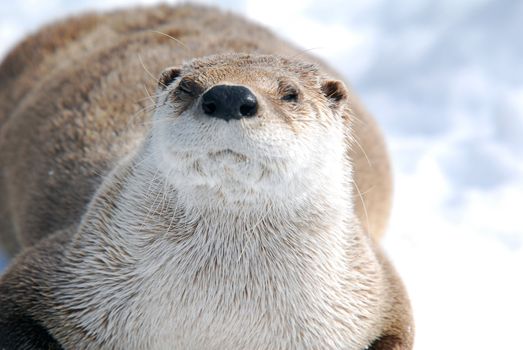 Close-up picture of a River Otter in Winter