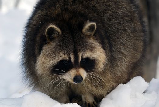 Close-up picture of a Raccoon in Winter