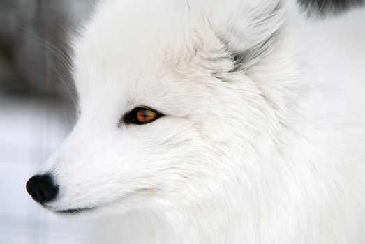 Close-up picture of an Arctic Fox