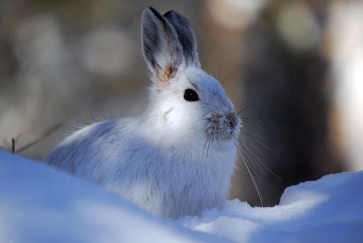 Picture of a wild Snowshoe hare in Winter