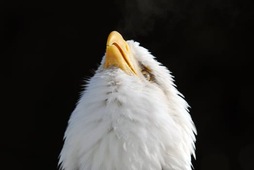 Close-up picture of an American Bald Eagle