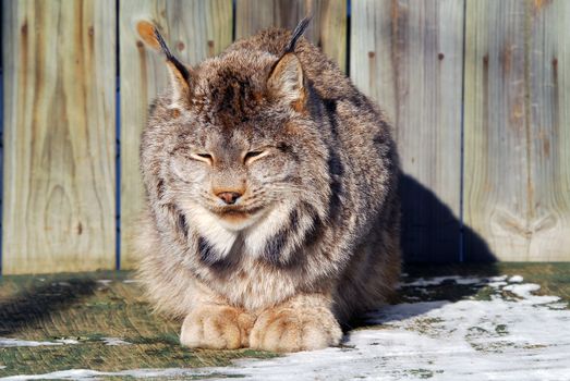 Close-up picture of a canada Lynx in captivity