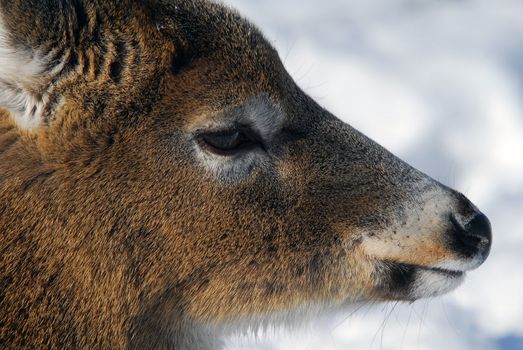 Close-up picture of a White-tailed deer 
