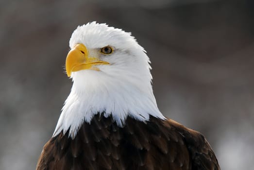 Close-up picture of an American Bald Eagle