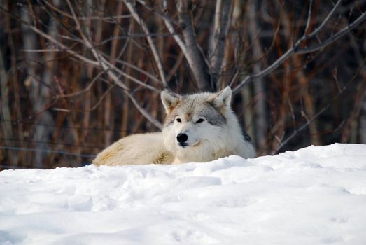 Picture of a Gray Wolfe sleeping in the snow