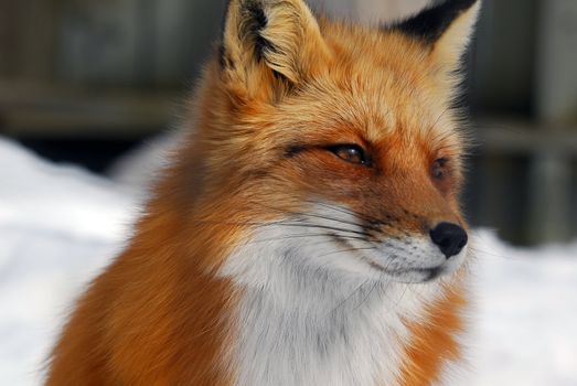 Close-up picture of a wild Red Fox