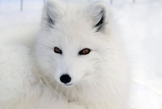 Close-up picture of an Arctic Fox