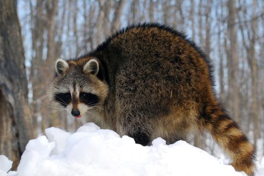 Close-up picture of a Raccoon in Winter