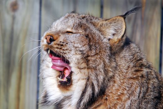 Close-up picture of a canada Lynx in captivity