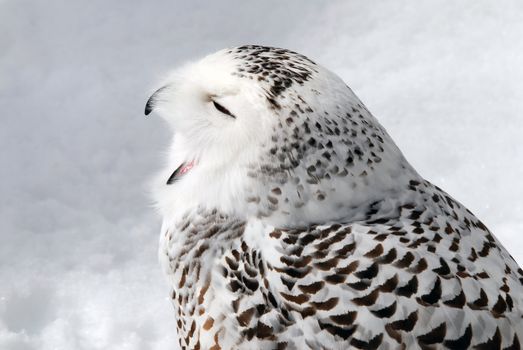 Close-up picture of a male Snowy Owl