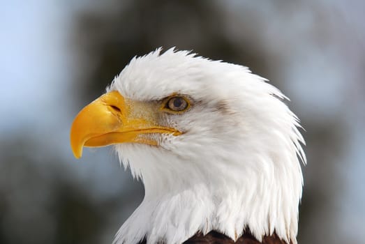 Close-up picture of an American Bald Eagle