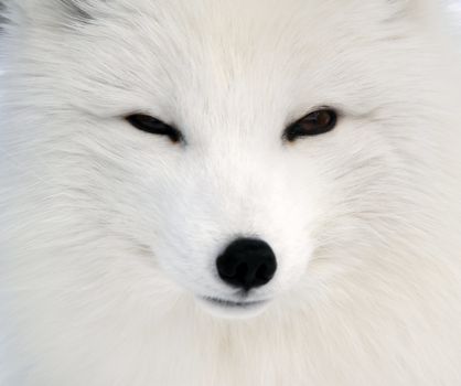 Close-up picture of an Arctic Fox